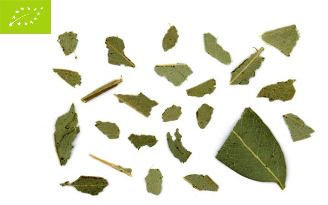 eukaluptos-eucalyptus-globulus-183-5bmg.jpg